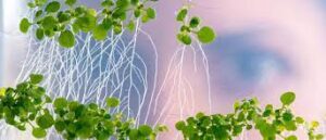 Read more about the article Bachelor of Science in Bio-Technology (BSc Bio -Tech)07