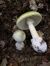 170px Amanita phalloides 1