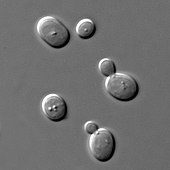 Bachelor of Science Bachelor of Science in (PMIT) – Physics, Mathematics, Information Technology in University 3 170px S cerevisiae under DIC microscopy
