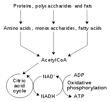 220px Catabolism schematic.svg