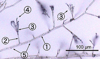 Bachelor of Science Bachelor of Science in (PMIT) – Physics, Mathematics, Information Technology Design 2 330px Penicillium labeled cropped