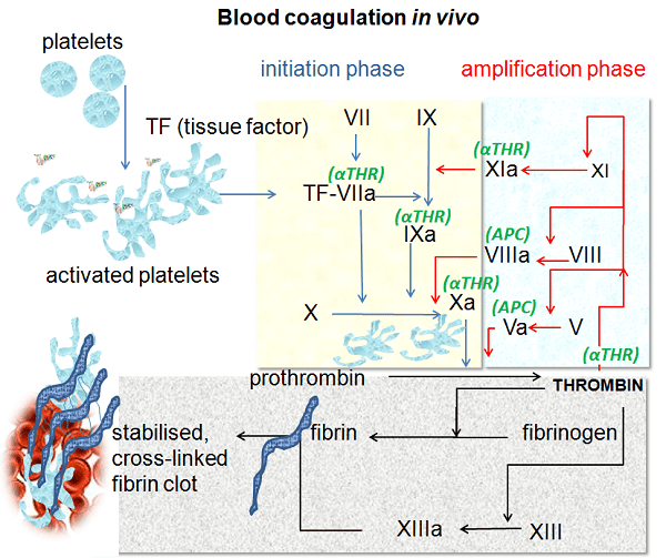 Coagulation 2 Coagulation